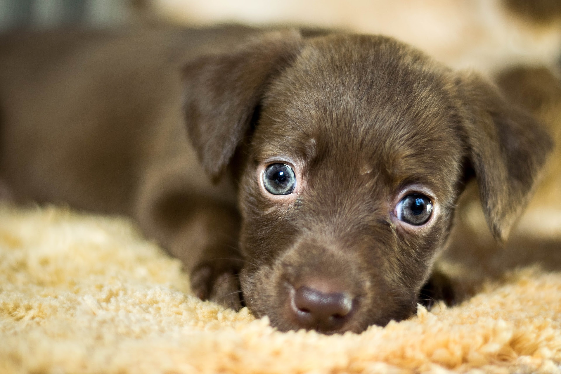 O relacionamento acabou, com quem fica a guarda do pet?